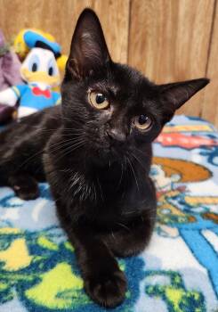 Coconut -  Domestic Short Hair Cat for Adoption in Linden, New Jersey - Coconut | PetCurious