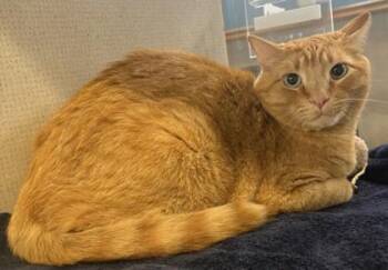 Butters -  Domestic Short Hair Cat for Adoption in Stanwood, Washington - Butters | PetCurious