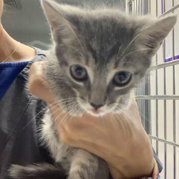 Tabby -  Domestic Short Hair Cat for Adoption in Morganton, North Carolina - Tabby | PetCurious