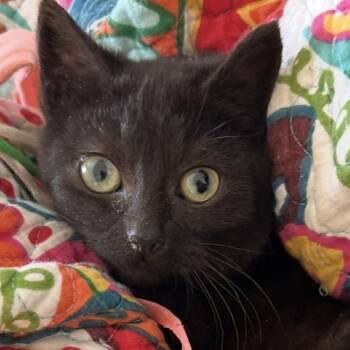 Domestic Short Hair Cats Available for Adoption in Cincinnati, Ohio - Inky | PetCurious