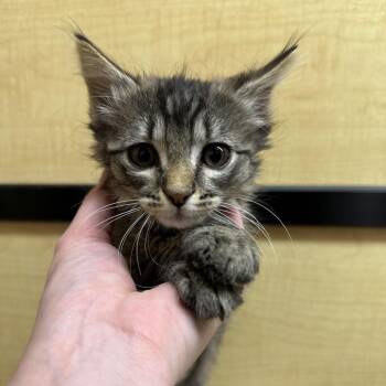 Domestic Long Hair and Domestic Short Hair Cats Available for Adoption in Kyle, Texas - LADY BUTTER BEAN | PetCurious