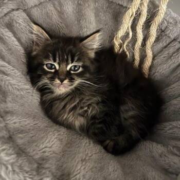 Rigel -  Domestic Long Hair Cat for Adoption in Brimfield, Massachusetts - Rigel | PetCurious