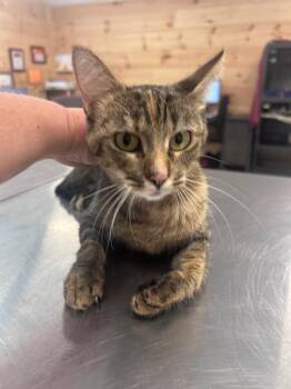 Avery -  Domestic Short Hair Cat for Adoption in Cumming, Georgia - Avery | PetCurious