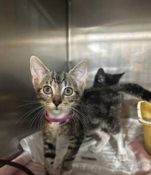Bella -  Domestic Short Hair Cat for Adoption in Annapolis, Maryland - Bella | PetCurious