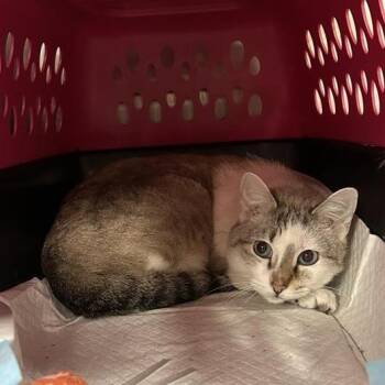 Domestic Short Hair Cats Available for Adoption in Salt Lake City, Utah - Akumi | PetCurious