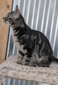 Rumble -  Domestic Short Hair Cat for Adoption in Petaluma, California - Rumble | PetCurious