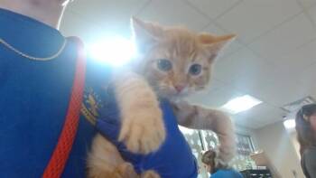 ANAKIN -  Domestic Short Hair Cat for Adoption in Louisville, Kentucky - ANAKIN | PetCurious