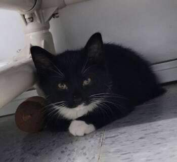 Rescue Domestic Short Hair Cats for Adoption in Elmira, New York - Simon | PetCurious