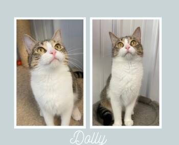 Rescue Domestic Short Hair Cats for Adoption in Pierceton, Indiana - Dolly Parton - SR3 | PetCurious