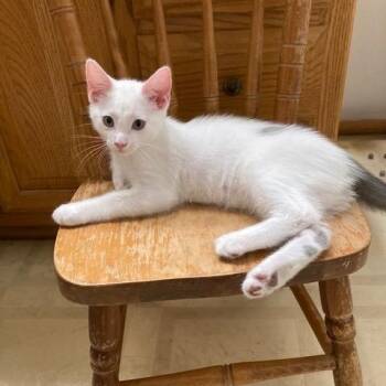 Tucker -  Domestic Short Hair Cat for Adoption in Midland, Michigan - Tucker | PetCurious