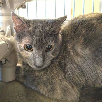 Domestic Short Hair Cats Available for Adoption - Penny  | PetCurious