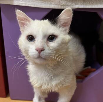Domestic Medium Hair Cats Available for Adoption in Burlingame, California - Bender | PetCurious