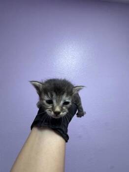 61142730 -  Domestic Short Hair Cat for Adoption in El Paso, Texas - 61142730 | PetCurious