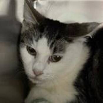Domestic Short Hair Cats Available for Adoption in Lansing, Michigan - Squirrel | PetCurious