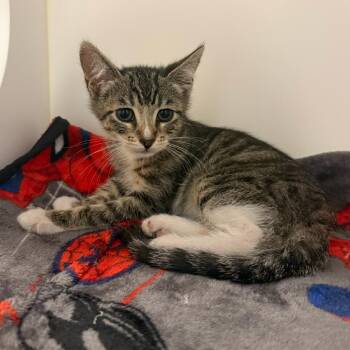 Spoolie -  Domestic Short Hair Cat for Adoption in Los Angeles, California - Spoolie | PetCurious