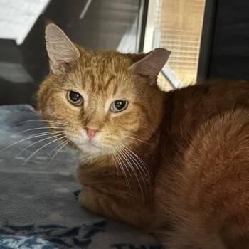 Hank -  Domestic Short Hair Cat Available for Adoption in East Brunswick, New Jersey - Hank | PetCurious