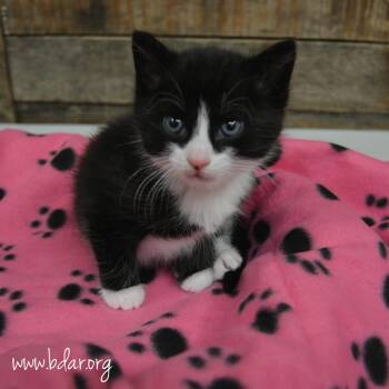 Panda -  Domestic Short Hair Cat for Adoption in Cheyenne, Wyoming - Panda | PetCurious