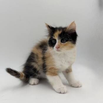 Jazz -  Domestic Medium Hair Cat for Adoption in State College, Pennsylvania - Jazz | PetCurious
