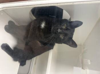 Kit -  Domestic Short Hair Cat for Adoption in Reisterstown, Maryland - Kit | PetCurious