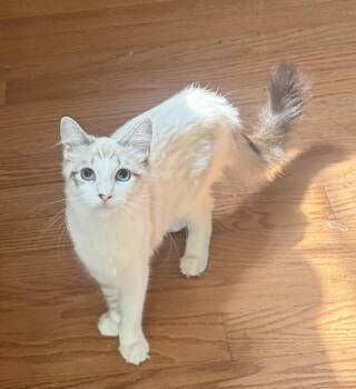 Bacall 0470 -  Siamese and Domestic Long Hair Cat for Adoption in Dallas, Texas - Bacall 0470 | PetCurious