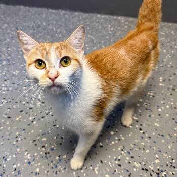 Domestic Short Hair Cats Available for Adoption in Tuscaloosa, Alabama - TUSC-Stray-84179_2 | PetCurious