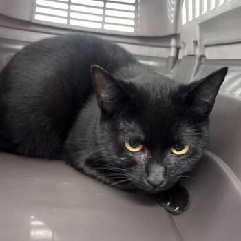 Nani -  Domestic Short Hair Cat for Adoption in Indianapolis, Indiana - Nani | PetCurious