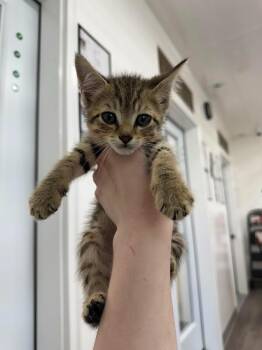 Tucson -  Domestic Short Hair Cat for Adoption in Glenfield, New York - Tucson | PetCurious