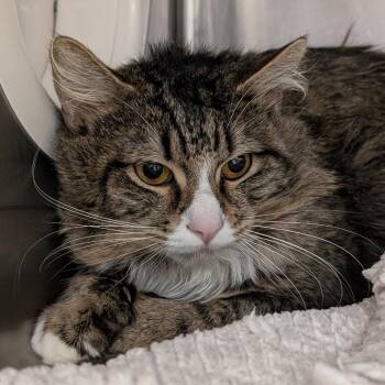 Domestic Medium Hair and Extra Toes Cat Hemingway Polydactyl Cats Available for Adoption - Pickle | PetCurious