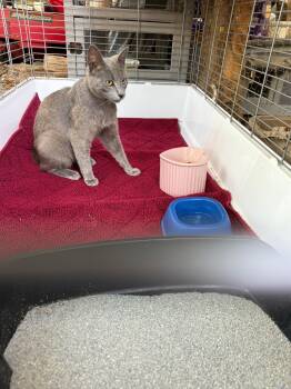 Weebles -  Russian Blue Cat for Adoption in Shrewsbury, Massachusetts - Weebles | PetCurious
