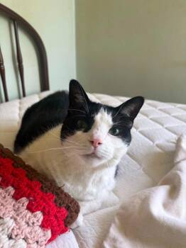 Domestic Short Hair Cats Available for Adoption in Taycheedah, Wisconsin - DAVE | PetCurious
