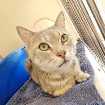 Silver -  Domestic Short Hair Cat for Adoption in Burlington, Ontario - Silver | PetCurious