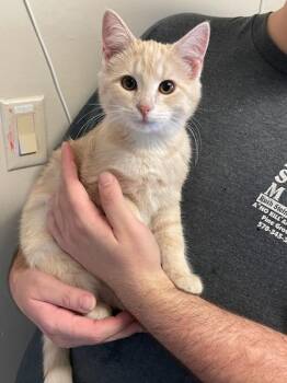 Chloe -  Domestic Short Hair Cat for Adoption in Pine Grove, Pennsylvania - Chloe | PetCurious