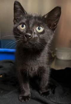Rune -  Domestic Short Hair Cat for Adoption in Ocala, Florida - Rune | PetCurious