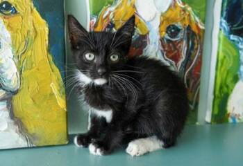 Mr. Mistoffelees -  Domestic Short Hair Cat for Adoption in San Antonio, Texas - Mr. Mistoffelees | PetCurious