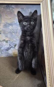 Raven -  Domestic Short Hair Cat for Adoption in Melville, New York - Raven | PetCurious