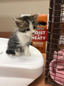 SCALLYWAG -  Domestic Short Hair Cat for Adoption in Sacramento, California - SCALLYWAG | PetCurious