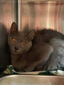 MOON -  Domestic Short Hair Cat for Adoption in Jacksonville, Florida - MOON | PetCurious