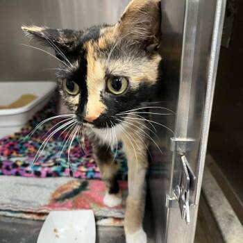 Mittens -  Domestic Short Hair Cat for Adoption in Lakeland, Florida - Mittens | PetCurious