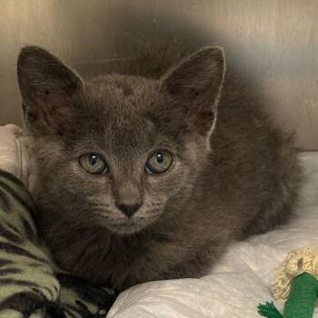 Boo -  Domestic Short Hair Cat for Adoption in West Palm Beach, Florida - Boo | PetCurious