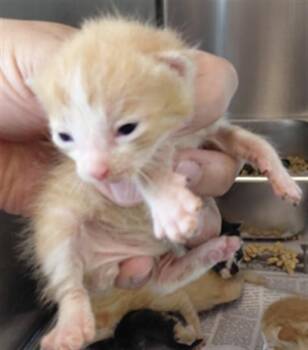 A661665 -  Domestic Short Hair Cat for Adoption in Houston, Texas - A661665 | PetCurious