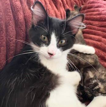 Kade -  Tuxedo Cat for Adoption in Mobile, Alabama - Kade | PetCurious