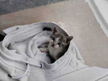 Rescue American Shorthair Cats for Adoption in Boca Raton, Florida - Meet Bluebelle - The Tiny Sweetheart | PetCurious