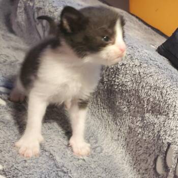 Poppy -  Domestic Short Hair Cat for Adoption in Jefferson City, Tennessee - Poppy | PetCurious