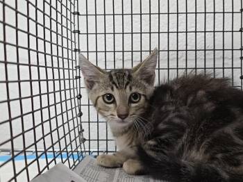 TRISTIN -  Domestic Short Hair Cat for Adoption in Fort Lauderdale, Florida - TRISTIN | PetCurious