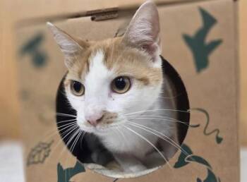MARIA -  Domestic Medium Hair Cat Available for Adoption in Brentwood, Missouri - MARIA | PetCurious