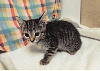 Disco -  Domestic Short Hair Cat for Adoption in Largo, Florida - Disco | PetCurious