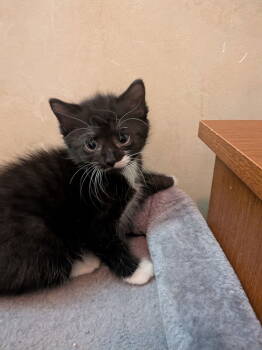 Rescue Domestic Medium Hair Cats for Adoption in Livonia, Michigan - C292 Litter Twinkie | PetCurious