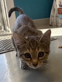 Rescue Domestic Short Hair Cats for Adoption in Plano, Texas - Java | PetCurious