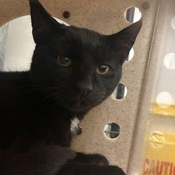 Domestic Short Hair Cats Available for Adoption - Stewie | PetCurious