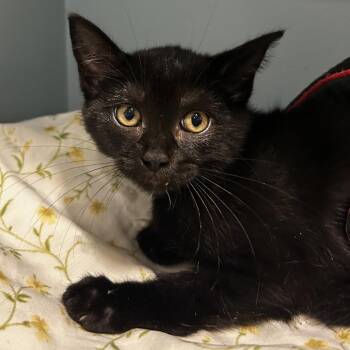 Reyna -  Domestic Short Hair Cat for Adoption in Chattanooga, Tennessee - Reyna | PetCurious